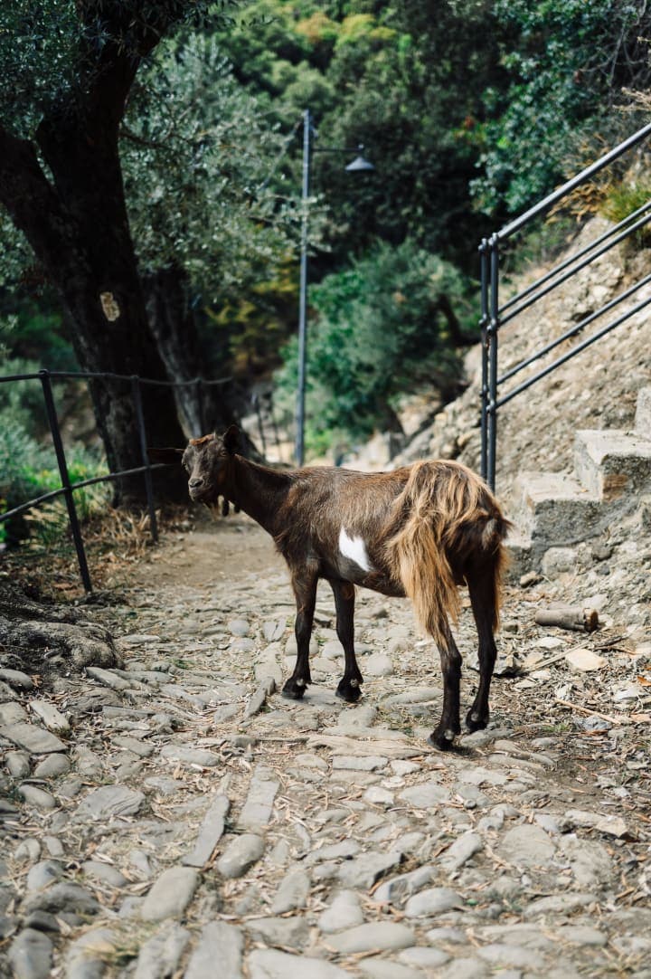 Preview of image number 10 from my Liguria project