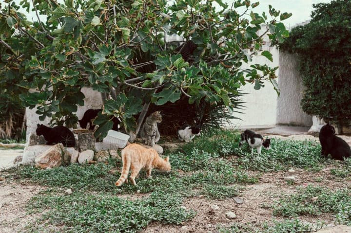Preview of image number 28 from my Puglia project