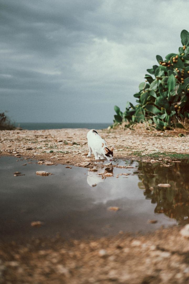 Preview of image number 29 from my Puglia project