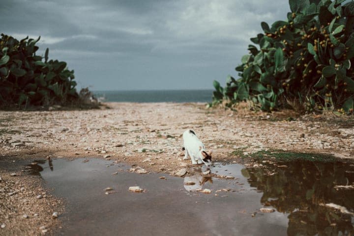 Preview of image number 30 from my Puglia project